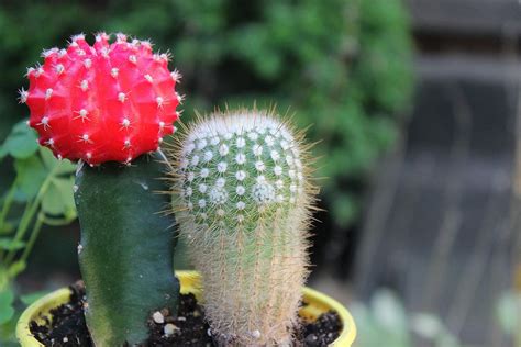 The almost scarlet body of the much admired gymnocalycium mihanovichii (called red top or ruby ball) has virtually no chlorophyll. The "Ruby Ball" cactus is usually a bright red ...