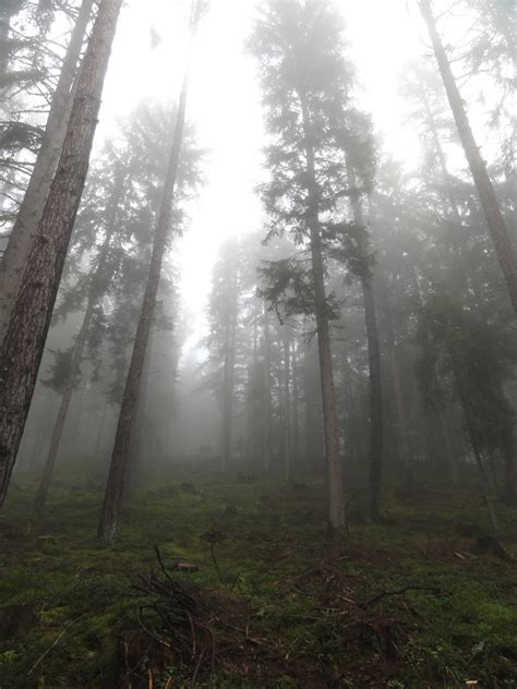 Free Images Tree Nature Branch Fog Mist Sunlight Morning