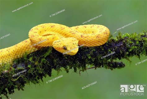 Yellow Eyelash Pit Viper Bothriechis Schlegelii Costa Rica Stock