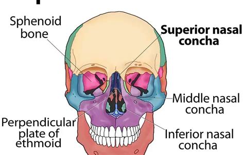 Conchae Respiratory System