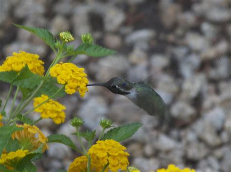 Desert Hummingbird Photograph By Dietrich Sauer