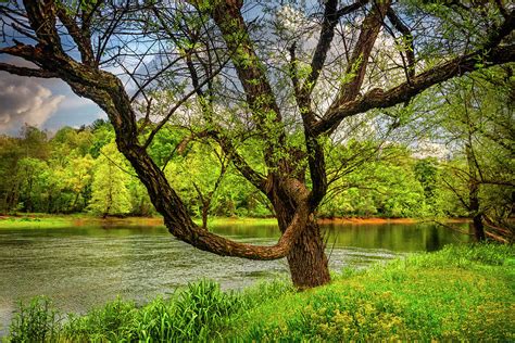 The Beauty Of Trees At The River Photograph By Debra And Dave