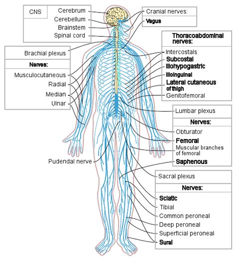 The cns consist on brain and spinal cord. Mindfully: July 2015