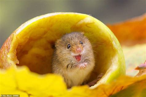 Harvest Mice Peek Out Of Fresh Blooms As They Play In The Sunshine