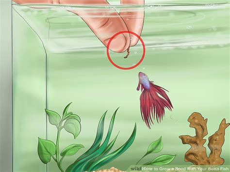 Check spelling or type a new query. Expert Reviewed How to Grow a Bond With Your Betta Fish ...