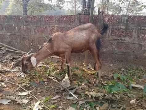 Goats At Rs 10000unit Goat In Poladpur Id 20624047888