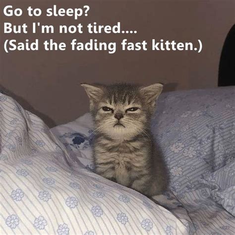 but i m not tired lolcats lol cat memes funny cats funny cat pictures with words
