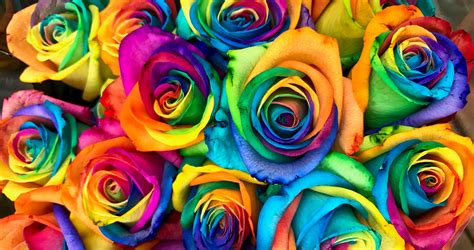 Diy Summer Rainbow Roses Thethings