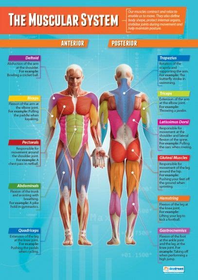 Full Body Muscular Diagram Pdf Skeletal System Poster Laminated