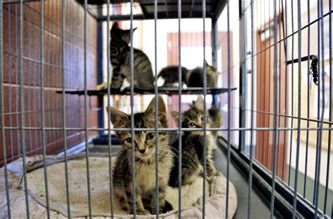 ­many animal shelters will take just about every type of domesticated animal, including birds, rabbits, and even horses, but by far the main residents are cats and dogs. Missoula-area animal shelters filling up, seek new homes ...