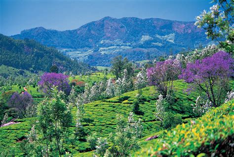 5 Top Road Trips To Flower Valleys In India In 2021 Tourist