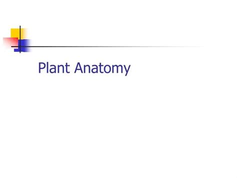 Ppt Plant Anatomy Powerpoint Presentation Free Download Id334971