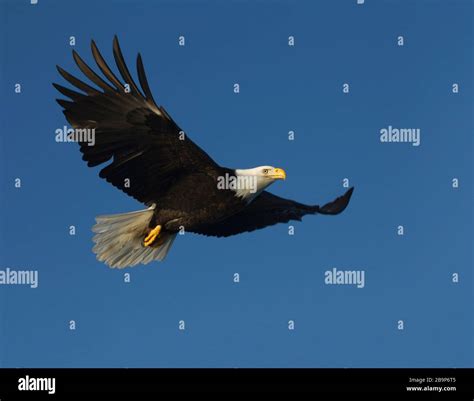 Bald Eagle Adult Soaring Upward Stock Photo Alamy