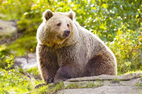 Big Brown Bear Sitting Looking At Side In A Forest Stock Image Image