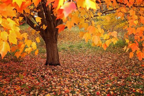 Fall Tree Leaf · Free Photo On Pixabay