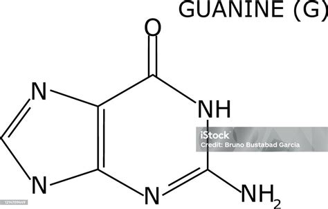 Guanine Molecular Structure Isolated On White Background With Its Name One Of The Four