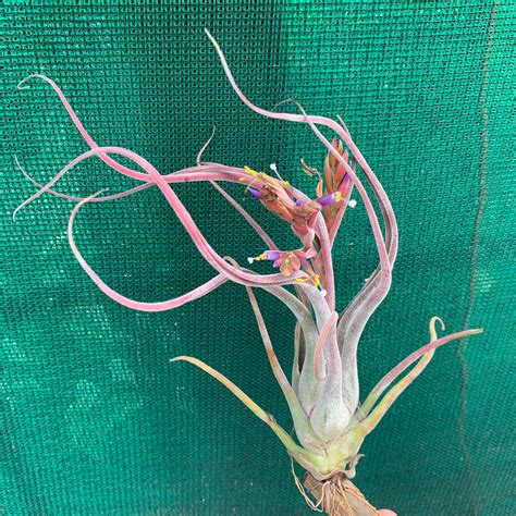 Tillandsia - Dimmit’s Delight - Air Plant Decor