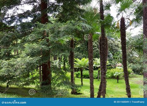 Villa Taranto Tropical Palm Trees In Botanical Garden Italy Stock