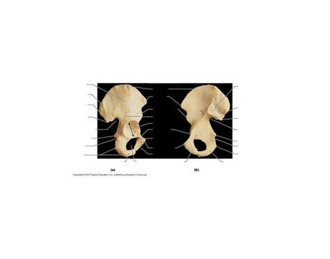 Features of the hip bone