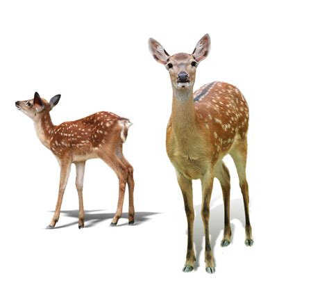 Baby Deer Png Png Image Collection