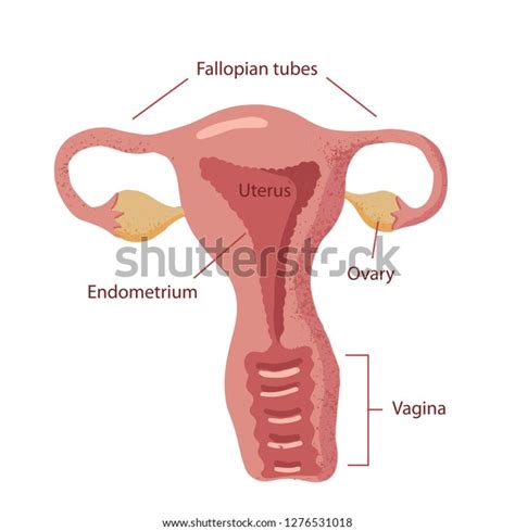 Hand Drawn Female Reproductory System Anatomy Stock Vector Royalty