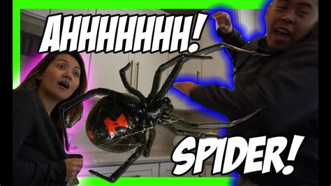 ☠☠wife saves husband from huge spider scare video fail funny☠☠ youtube