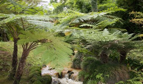 How To Grow And Care For Tree Ferns Growing Guide Big Plant Nursery