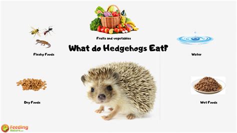 What Do Hedgehogs Eat Feeding Nature