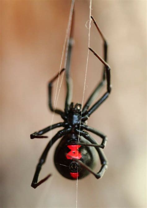 Black Widow Black Widow Spider Widow Spider Spider