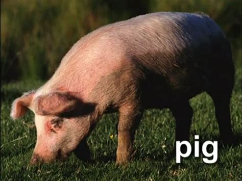 16 Music Video Pig Pig Animals Baby Einstein