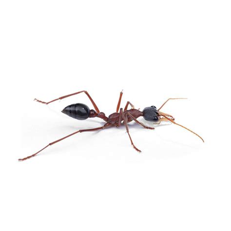 Myrmecia Nigriceps Queen Only Ant Keeping Depot