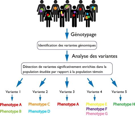 Génotype Et Phénotype Définitions Différence Explications Free Hot