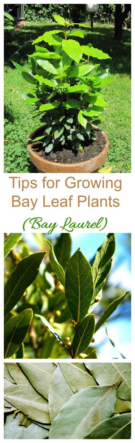 Do use dried bay leaves instead of fresh. Bay Leaf Plants - How to Grow and Care for Bay Laurel