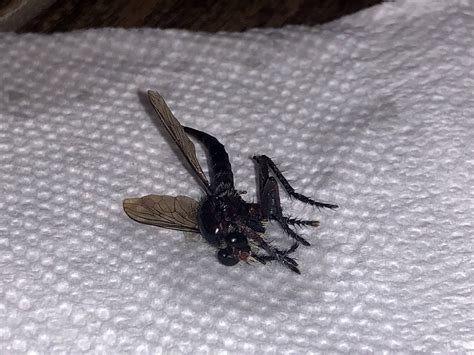 What Is This Giant Mosquito Like Insect Biology