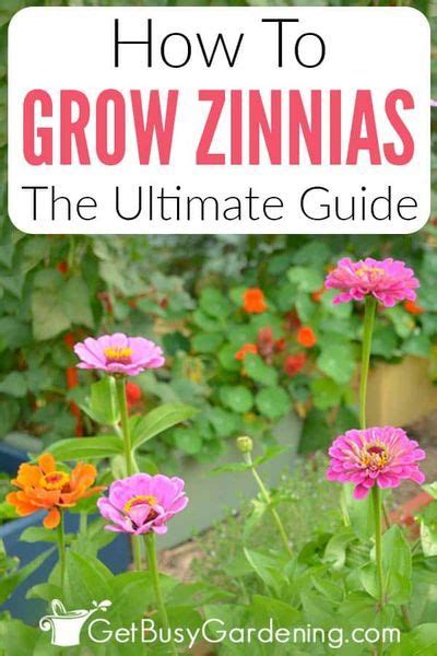 How To Grow Zinnias The Ultimate Guide Zinnia Garden Container