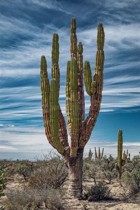Mexican Giant Cactus Stock Photo Image Of Park Environment 168661090