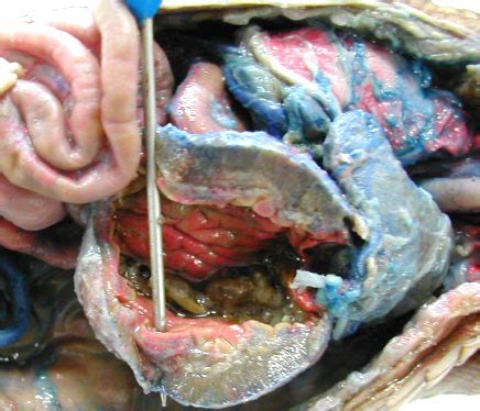 Biology 453 - Non-mammalian Digestive Sys. Photos