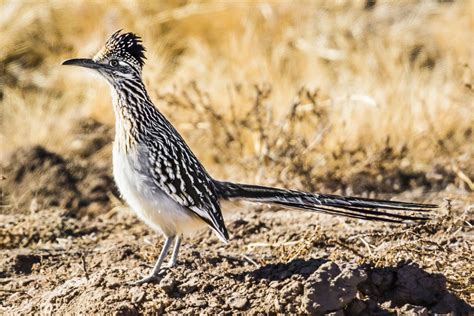 9 Revealing Facts About Roadrunners