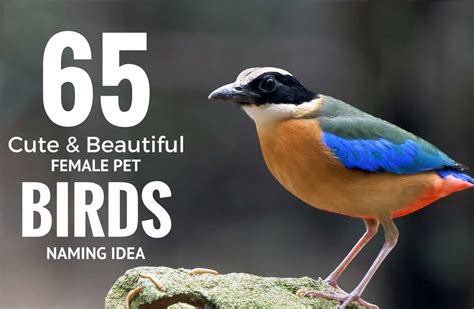 65 Beautiful Female Pet Bird Names Idea