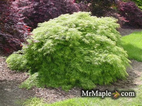 Buy Acer Palmatum Dissectum Viridis Japanese Maple Mr Maple │ Buy