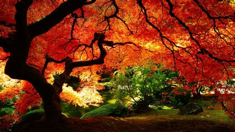 Free Download 1920x1080 Maple In Autumn Desktop Pc And Mac Wallpaper