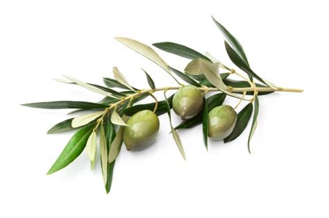 An Olive Branch