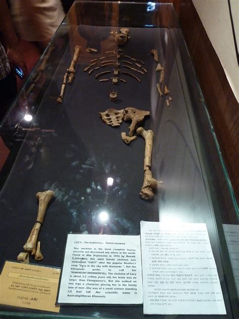 Human civilizations started forming around 6,000 years ago. Lucy, the oldest human skeleton ever found | Flickr ...