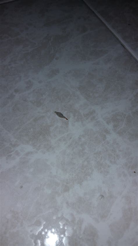 What Is This Crawling All Over My Floor Rwhatisthisthing