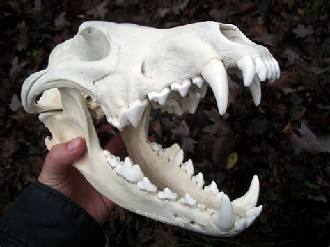Big Bad Wolf Wolf Skull Animal Skeletons Dog Skull