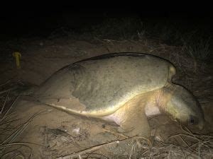 Celebrating The First Nesting Turtle Of The Season Department Of