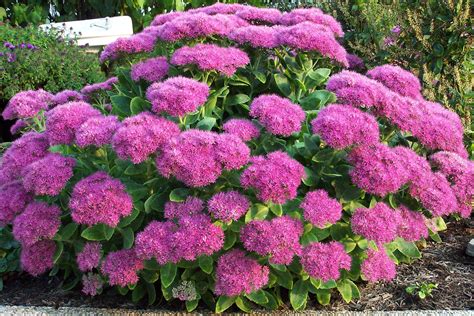 Sebagian orang bilang hipotensi disebabkan karena belum sarapan pagi atau tidak makan seharian. Reka bentuk landskap taman bunga (57 gambar): menghias ...