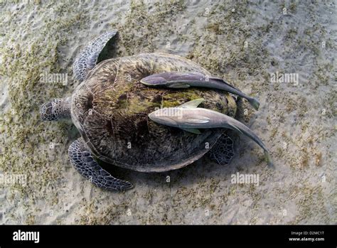Green Sea Turtle Chelonia Mydas Resting With Remora Suckerfish To