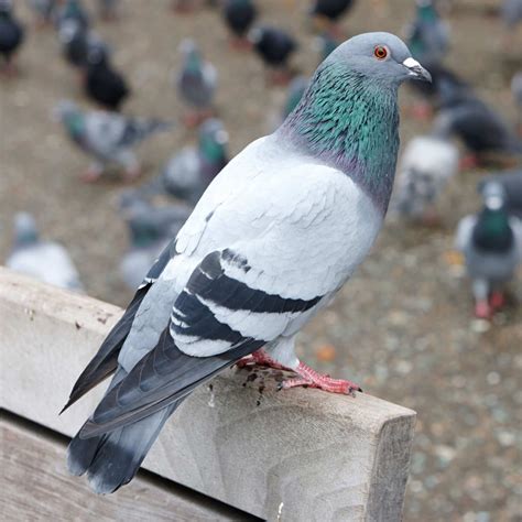 Today In Terrifying Bird News Pigeons Know How To Read Cute Pigeon