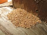 Pictures of Termite Pellets Images